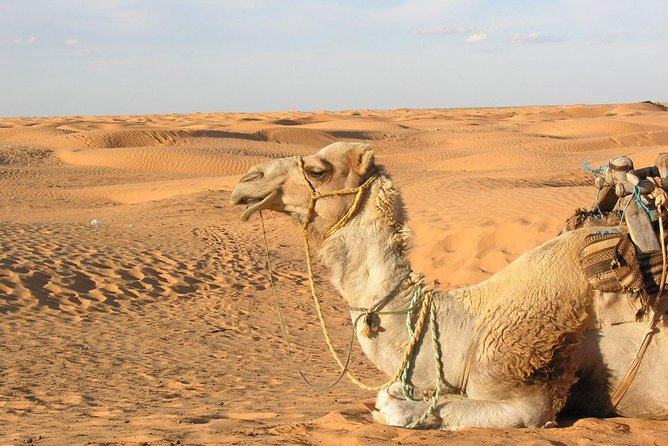 Visitez le Sahara : la magie du désert avec Brothers Car